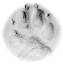 pawprint+bottom